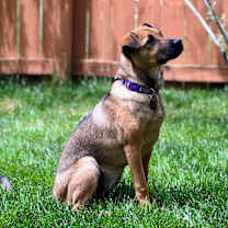 Thumbnail photo of Bailey #4