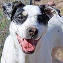 Thumbnail photo of Twinky #1