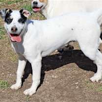 Thumbnail photo of Twinky #3