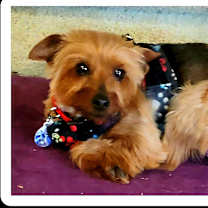 Thumbnail photo of Amber #2