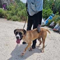 Thumbnail photo of Maggie #1