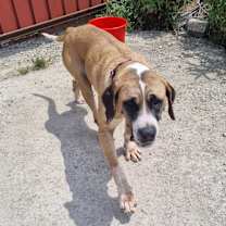 Thumbnail photo of Maggie #4