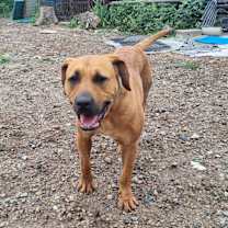 Thumbnail photo of Chacha #1