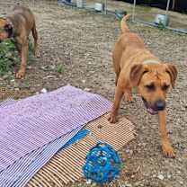 Thumbnail photo of Chacha #3