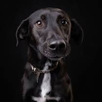 Thumbnail photo of RIZZO #1