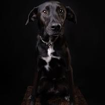 Thumbnail photo of RIZZO #3