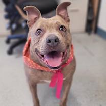 Thumbnail photo of Shay #2