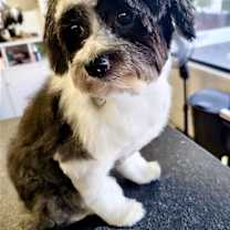 Thumbnail photo of Dante #1