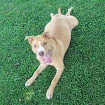 Thumbnail photo of Fauna (Iowa) #2