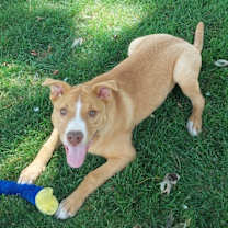 Thumbnail photo of Fauna (Iowa) #3