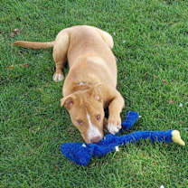 Thumbnail photo of Fauna (Iowa) #4