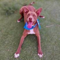 Thumbnail photo of Buddy #4
