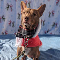 Thumbnail photo of Jedi-Sponsored #3