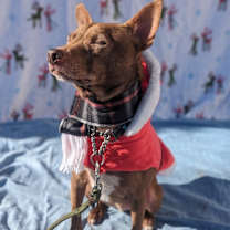 Thumbnail photo of Jedi-Sponsored #4