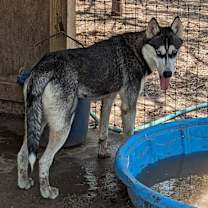 Thumbnail photo of Dashley #3