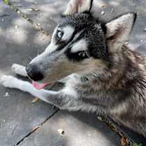 Thumbnail photo of Dashley #4