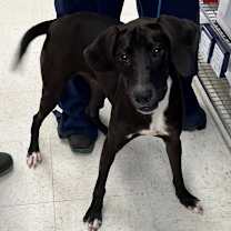 Thumbnail photo of Lady Bug #1