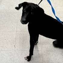 Thumbnail photo of Lady Bug #2