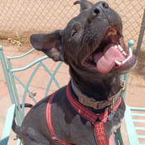 Thumbnail photo of Tucum #1