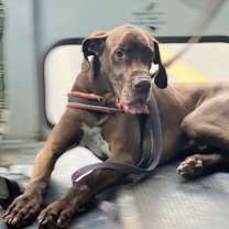 Thumbnail photo of SCOOBY #3