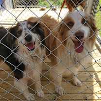 Thumbnail photo of Daisy #1