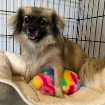 adopt-pet