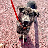 Thumbnail photo of Ila #3