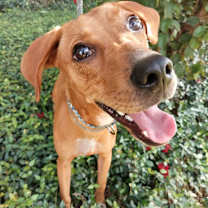 adopt-pet
