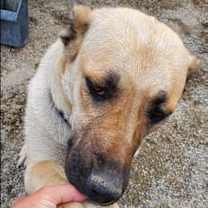 Thumbnail photo of Samara #3