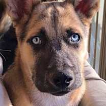 Thumbnail photo of Bosco #1