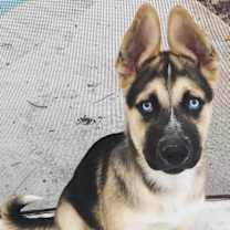 Thumbnail photo of Bosco #2