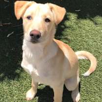 Thumbnail photo of Daisy - sweetie pie #1