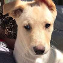 Thumbnail photo of Daisy - sweetie pie #2