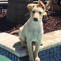 Thumbnail photo of Daisy - sweetie pie #4