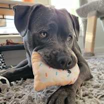 Thumbnail photo of MuffinFace #2