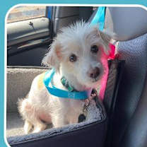 adopt-pet
