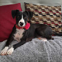 Thumbnail photo of Natty #3