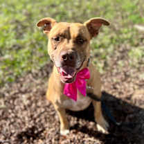 Thumbnail photo of Nile #4