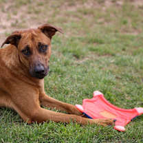 Thumbnail photo of Scooby #2
