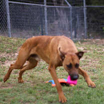 Thumbnail photo of Scooby #3