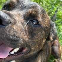 Thumbnail photo of Nickel #2