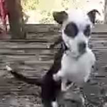 Thumbnail photo of Panda Bear #3