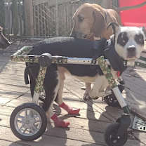 Thumbnail photo of Panda Bear #2