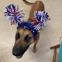 Thumbnail photo of Maple #4