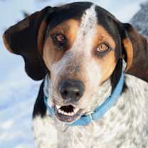 Thumbnail photo of Henrietta Hound #1
