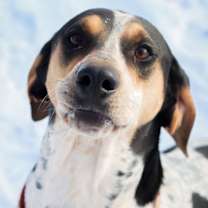 Thumbnail photo of Halle Hound #1