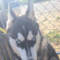 Thumbnail photo of SINATRA #1