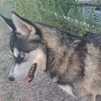 Thumbnail photo of SINATRA #4