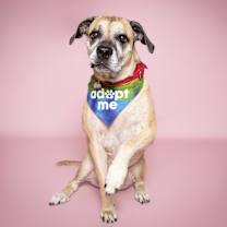Thumbnail photo of Penny #1