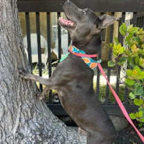 Thumbnail photo of Rudy #4